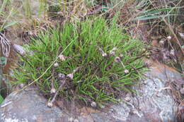 Image of Dwarf Everlasting