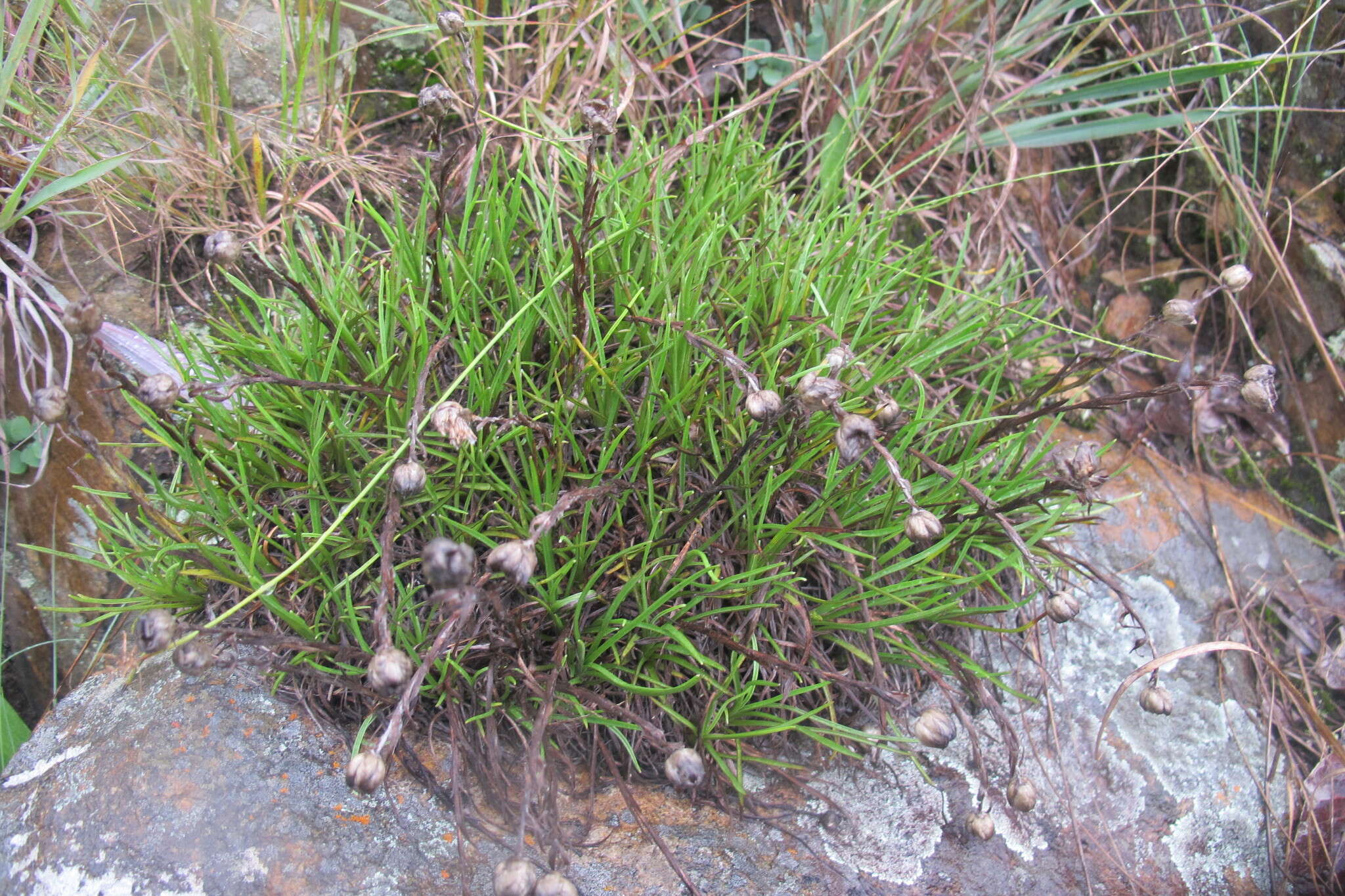 Image of Dwarf Everlasting