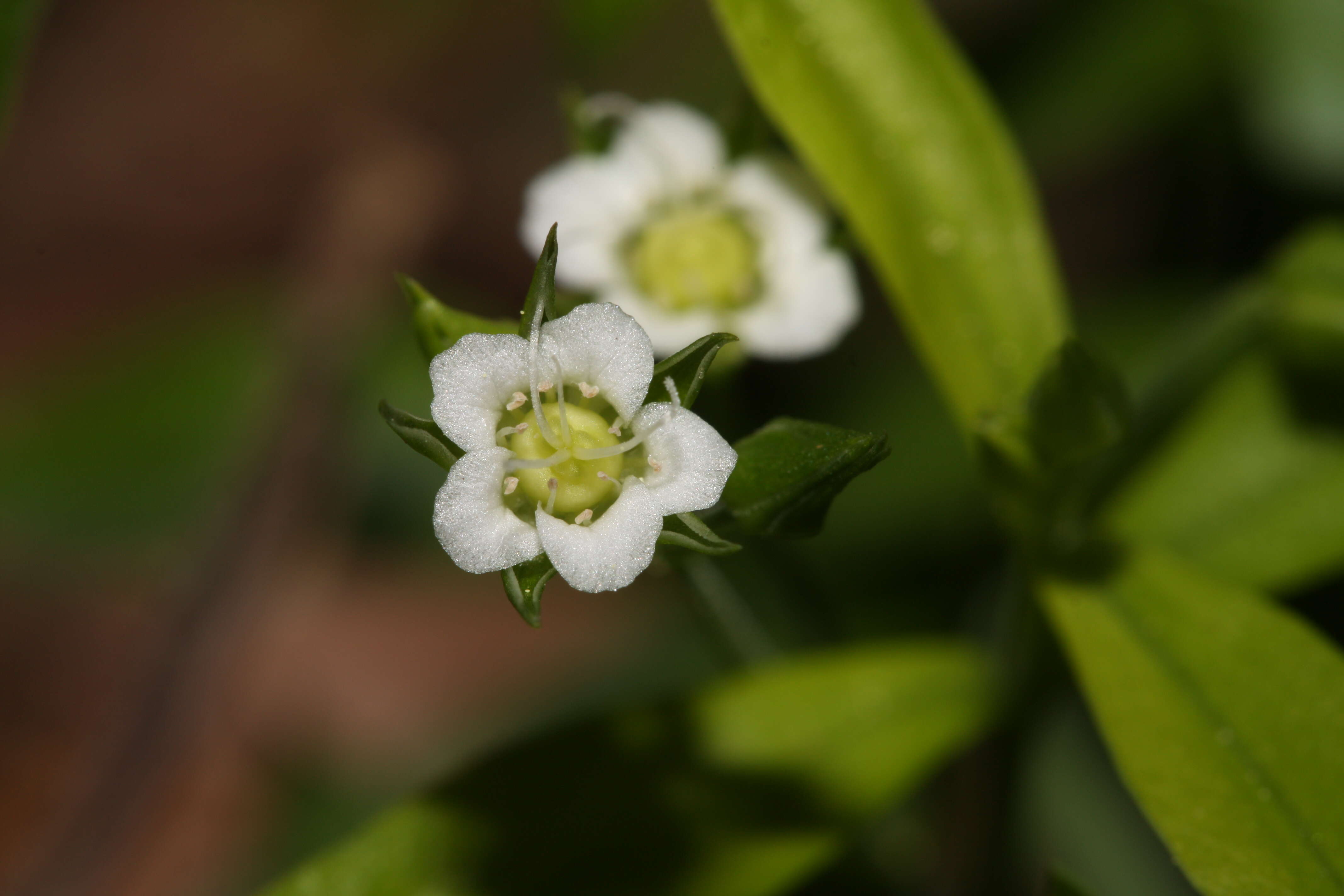 Plancia ëd Moehringia macrophylla (Hook.) Fenzl