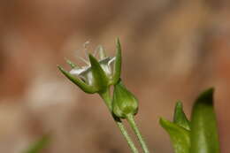 Plancia ëd Moehringia macrophylla (Hook.) Fenzl