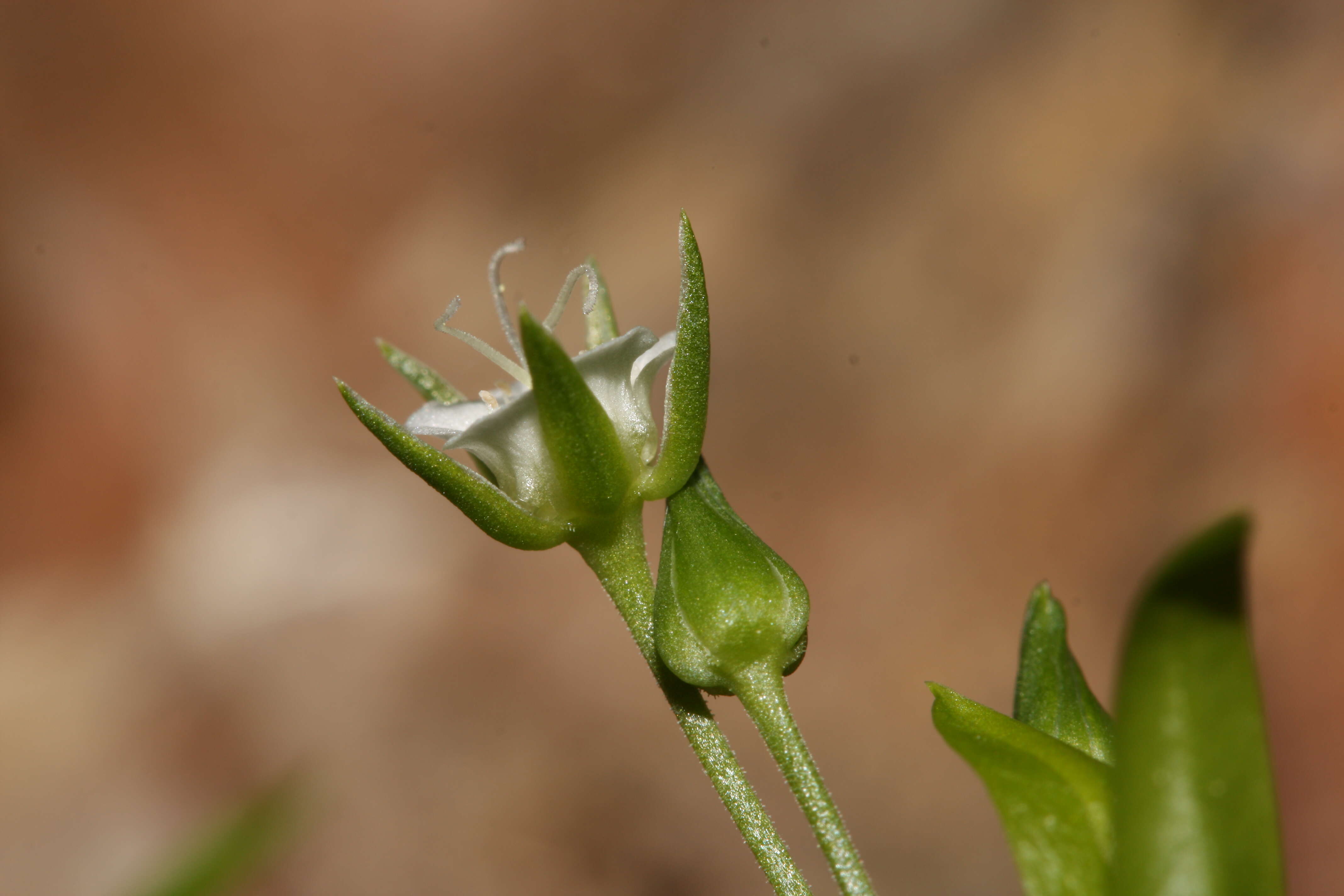 Plancia ëd Moehringia macrophylla (Hook.) Fenzl