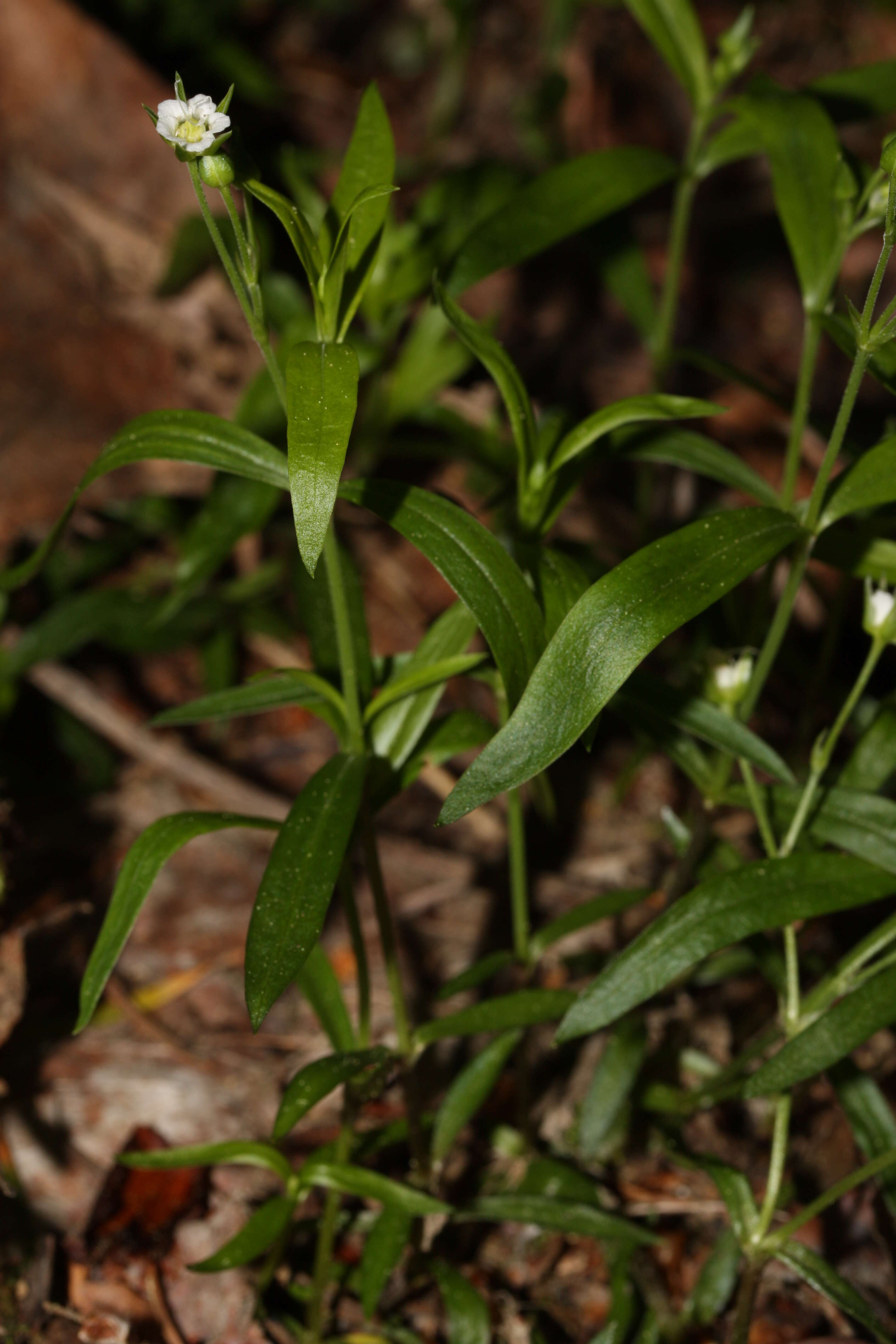 Plancia ëd Moehringia macrophylla (Hook.) Fenzl