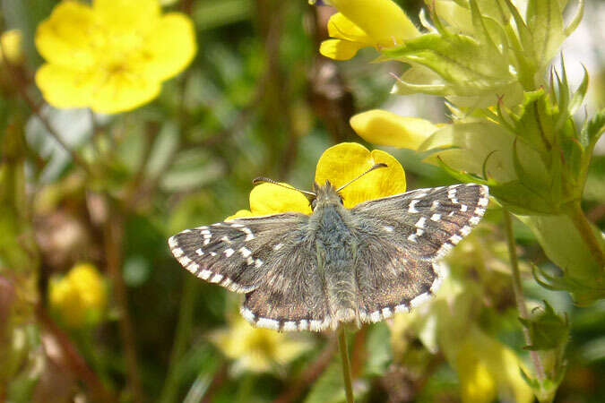 Image of Carline Skipper