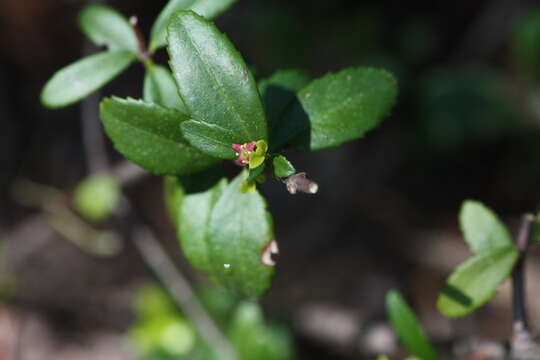 Image of Oregon boxleaf