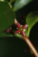 Image of Oregon boxleaf