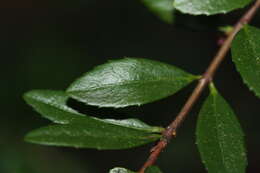 Image of Oregon boxleaf