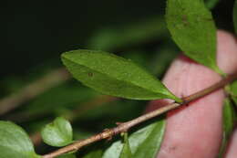 Image of Oregon boxleaf