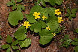 Image of Pioneer Violet