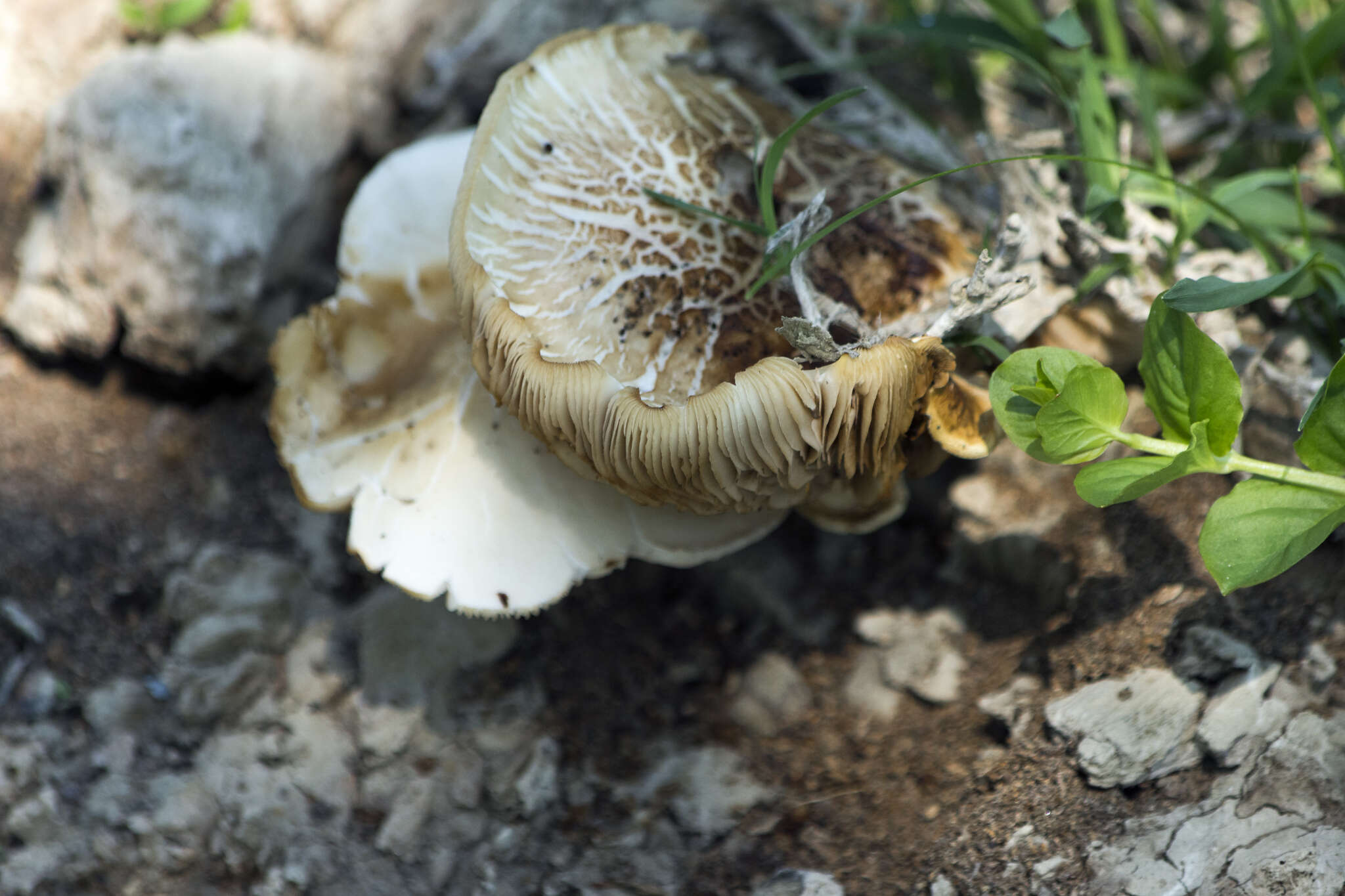 Image of Cyclocybe cylindracea (DC.) Vizzini & Angelini 2014