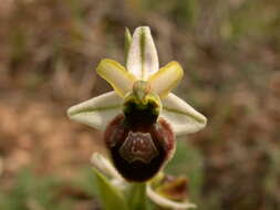 Image of Ophrys arachnitiformis Gren. & Philippe