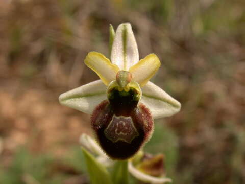 Image of Ophrys arachnitiformis Gren. & Philippe