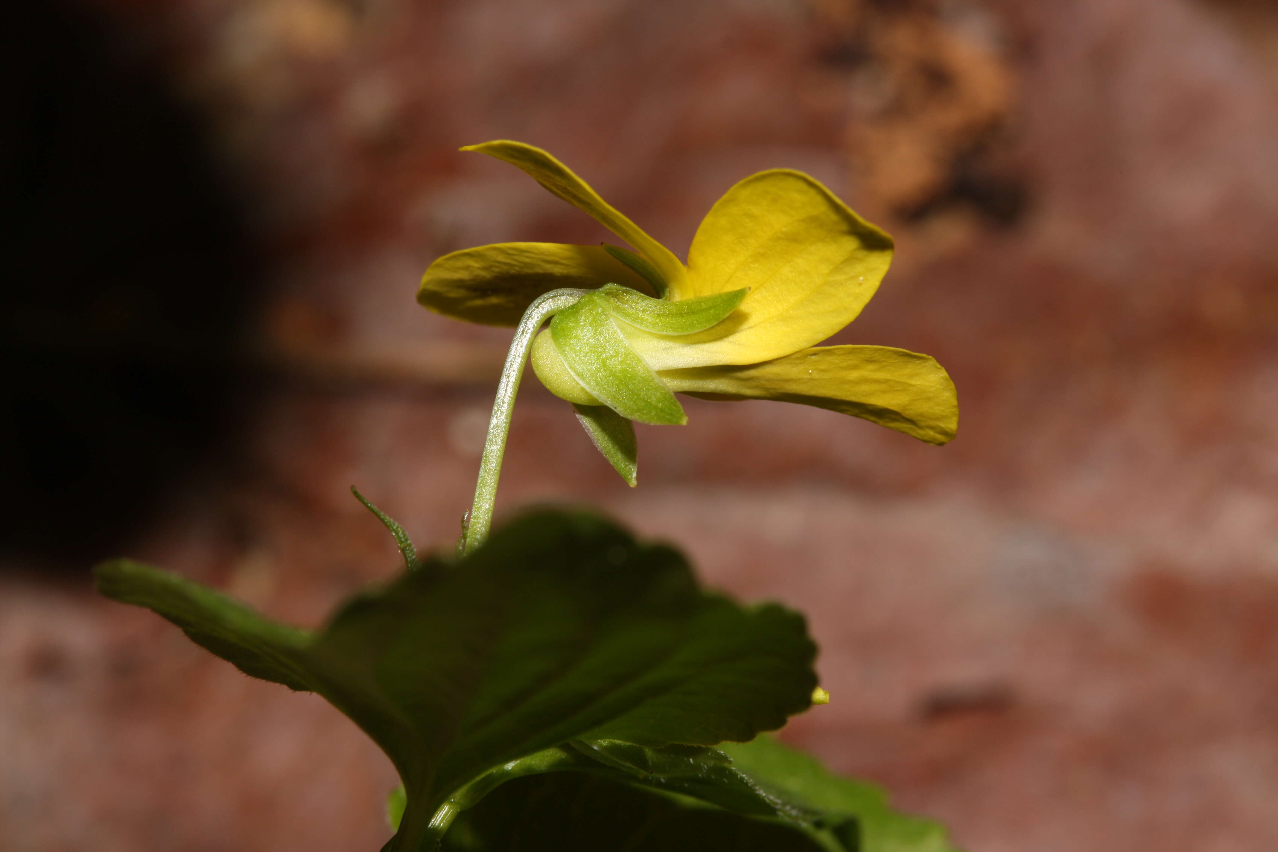 Image of Pioneer Violet