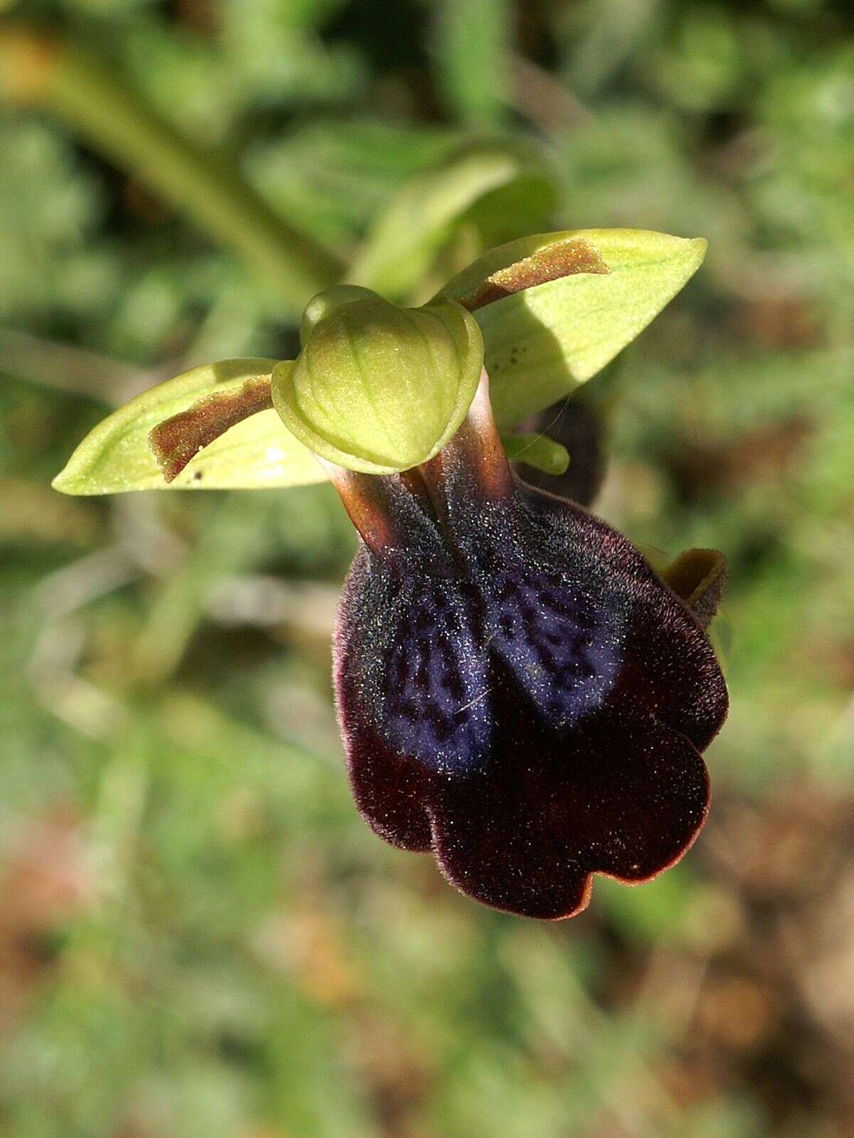 Image of Dark bee orchid