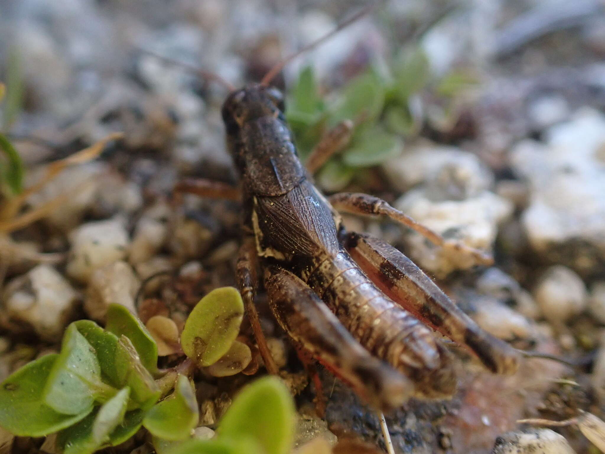 Image of Melanoplus washingtonius (Bruner & L. 1885)