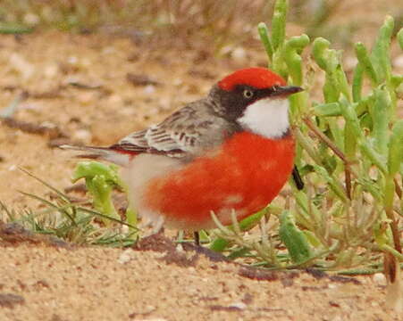 Image of Crimson Chat