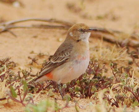 Image of Crimson Chat