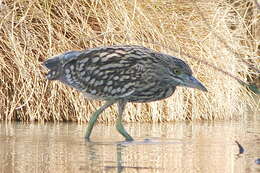 Image of Nankeen Night Heron