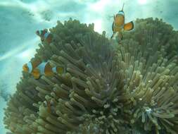 Imagem de Amphiprion ocellaris Cuvier 1830