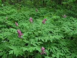 Image of Corydalis gigantea Trautv. & Meyer