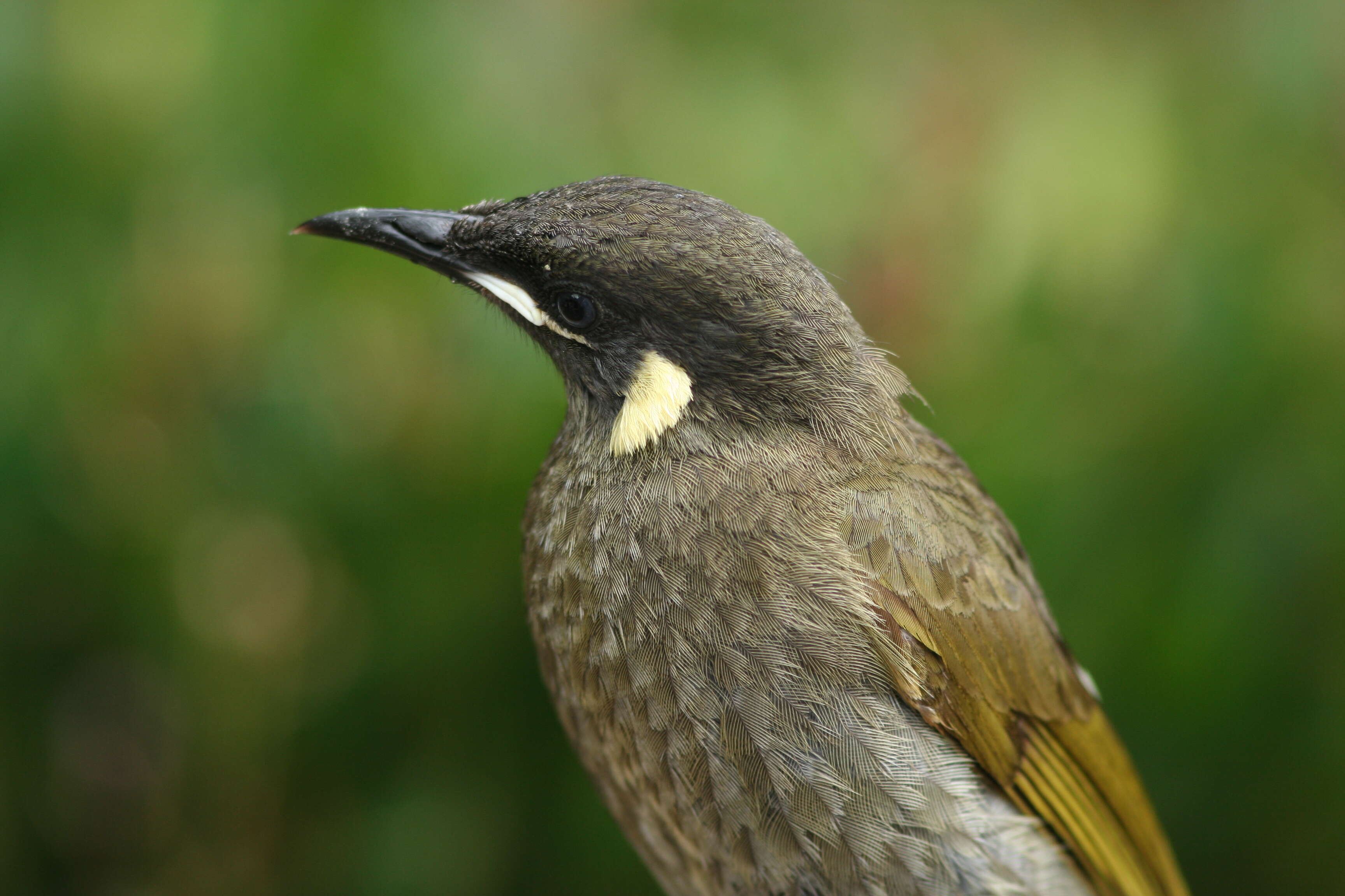 Image of Lewin's Honeyeater