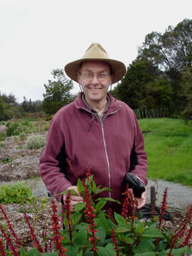 Image of Salvia confertiflora Pohl