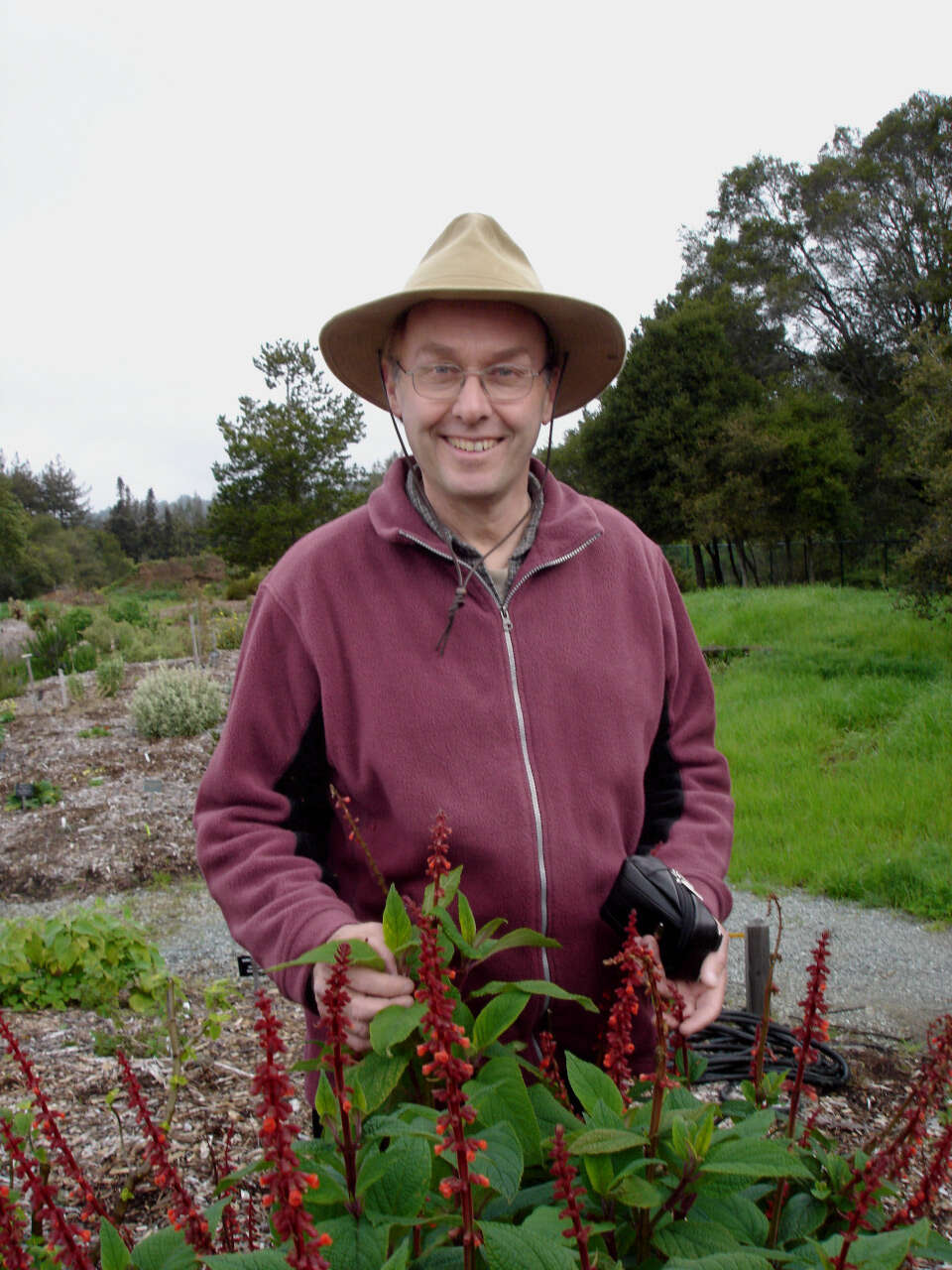 Image de Salvia confertiflora Pohl