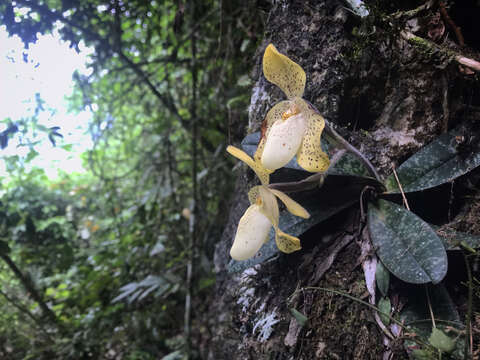 Image de Paphiopedilum concolor (Lindl. ex Bateman) Pfitzer