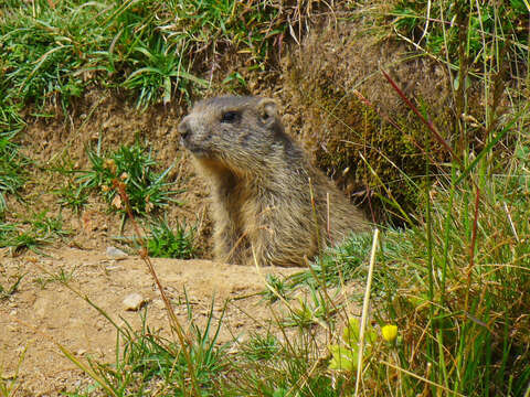 Image of Alpine Marmot