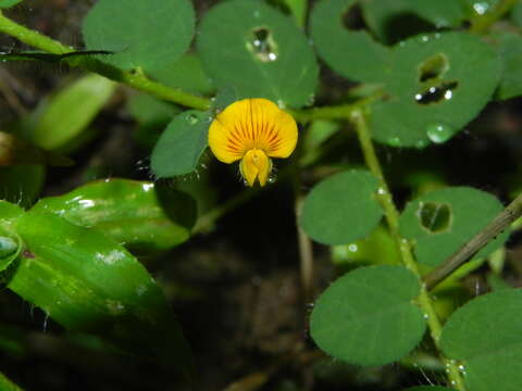 Image of Crotalaria filipes Benth.