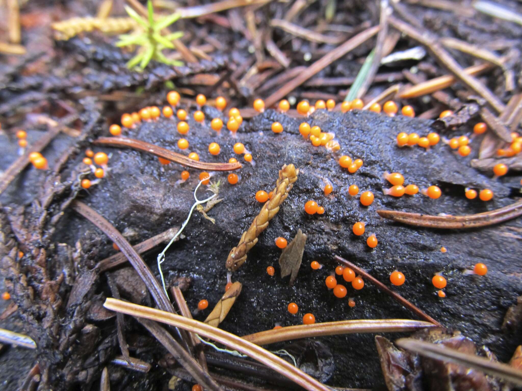 Image of Physarum melleum