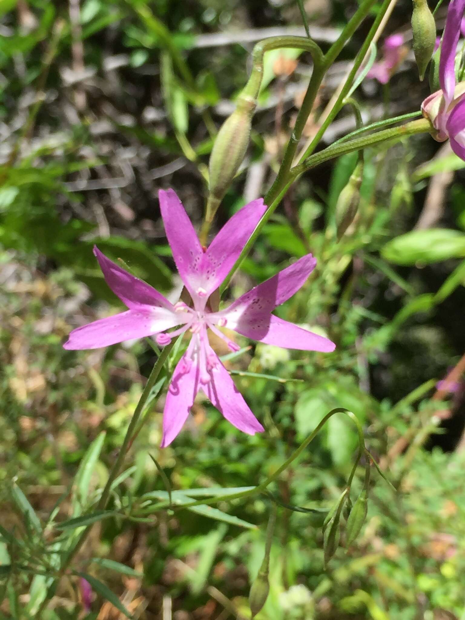 Plancia ëd Clarkia biloba subsp. biloba