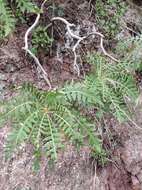 Image of Sonchus pinnatus Ait.