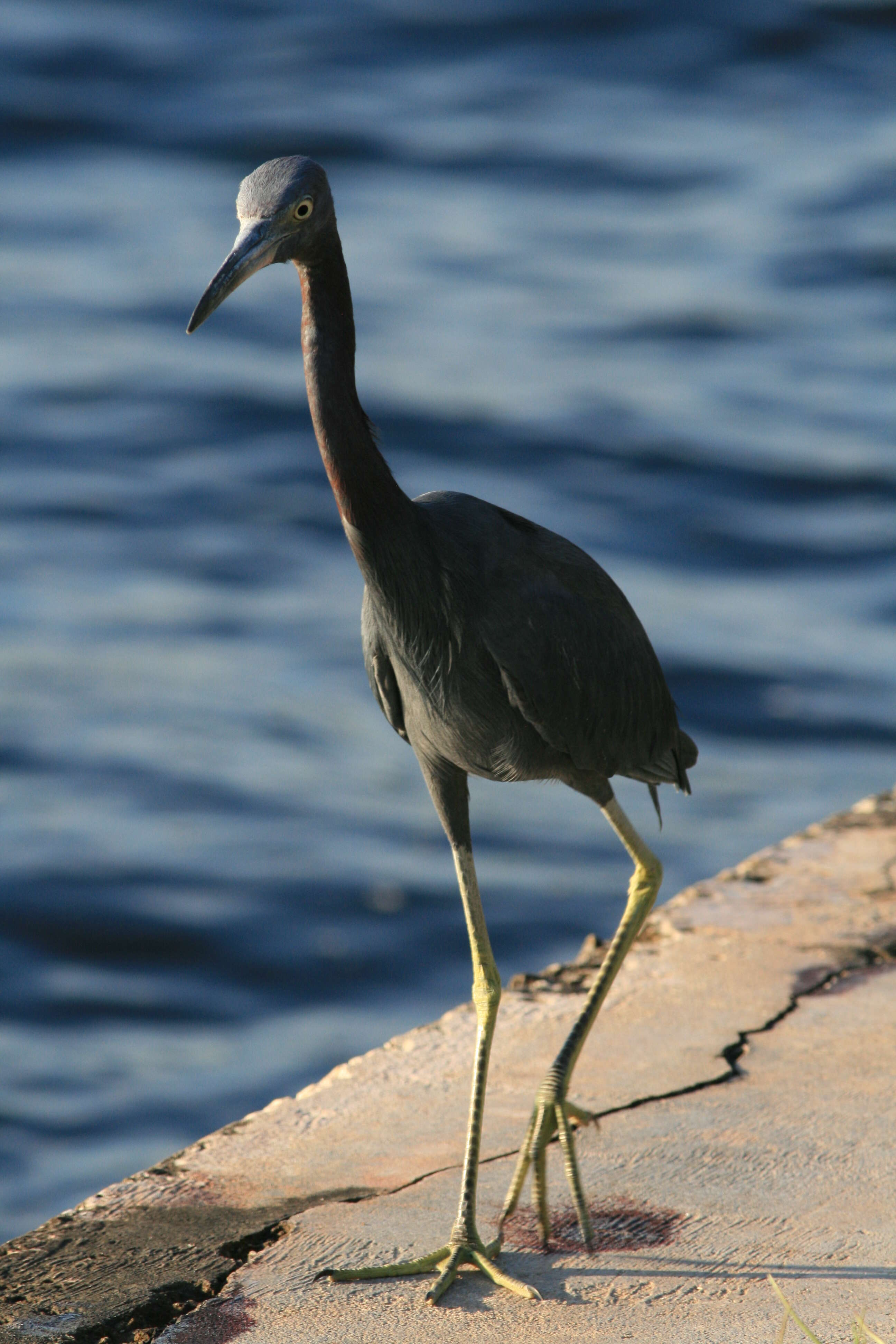 Image of Little Blue Heron