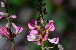 Image de Indigofera pseudotinctoria Matsum.