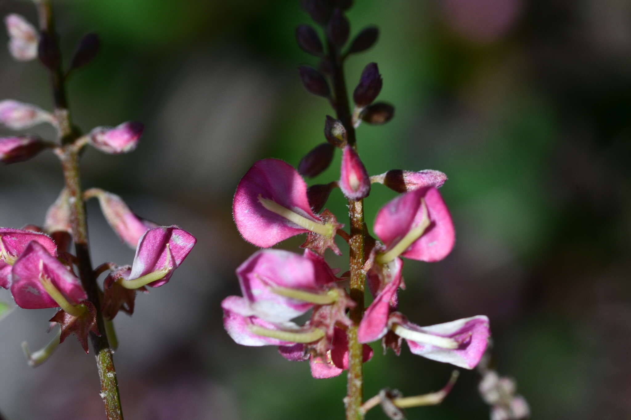 Image de Indigofera pseudotinctoria Matsum.