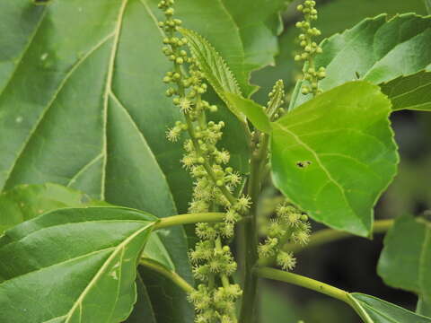 Image of Claoxylon hillii Benth.