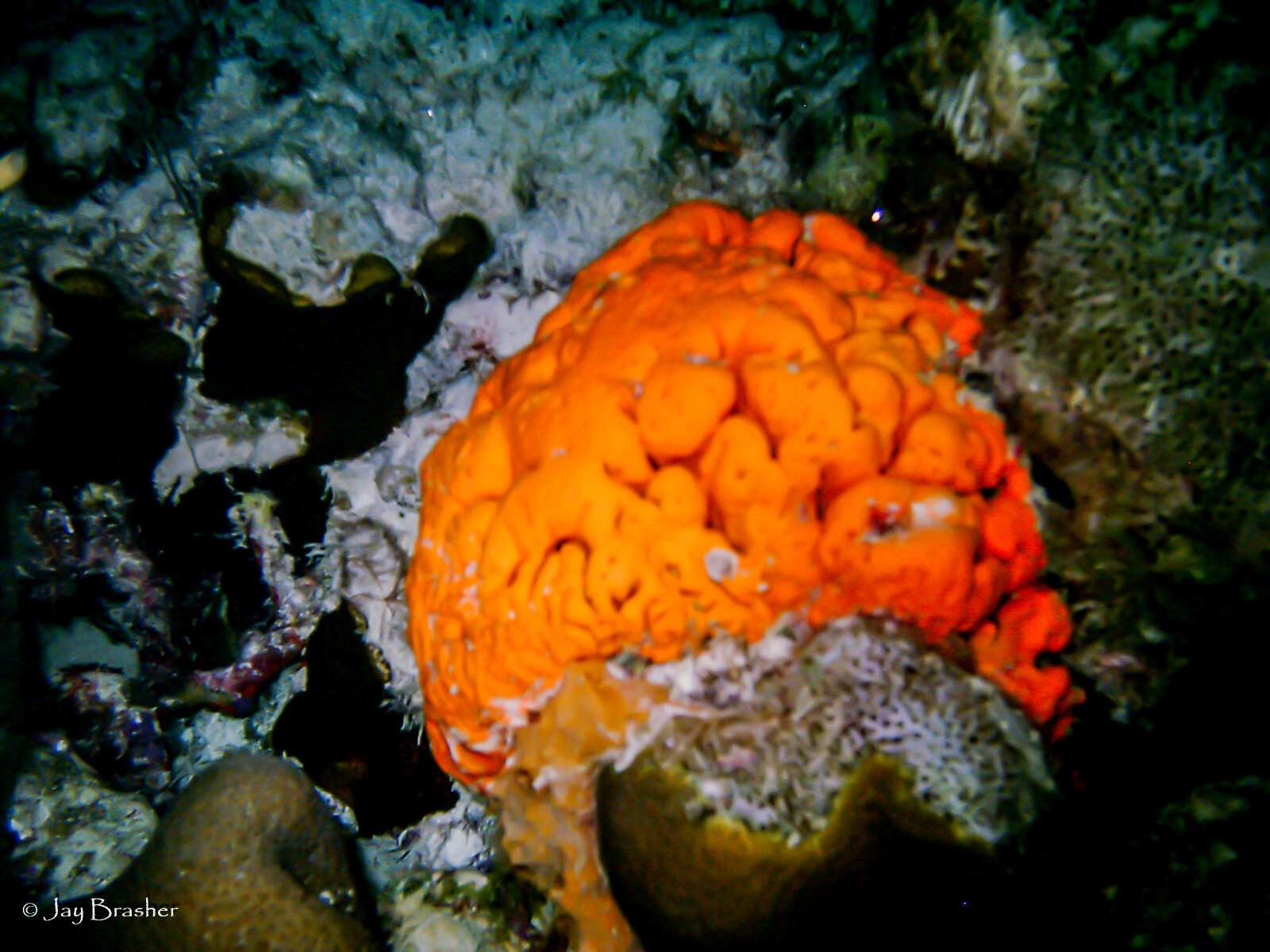 Image of orange elephant ear sponge