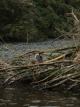 Image of New Zealand Pied Cormorant