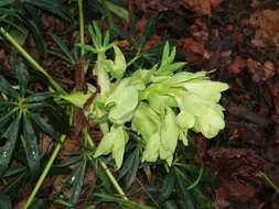 Image of Stinking Hellebore