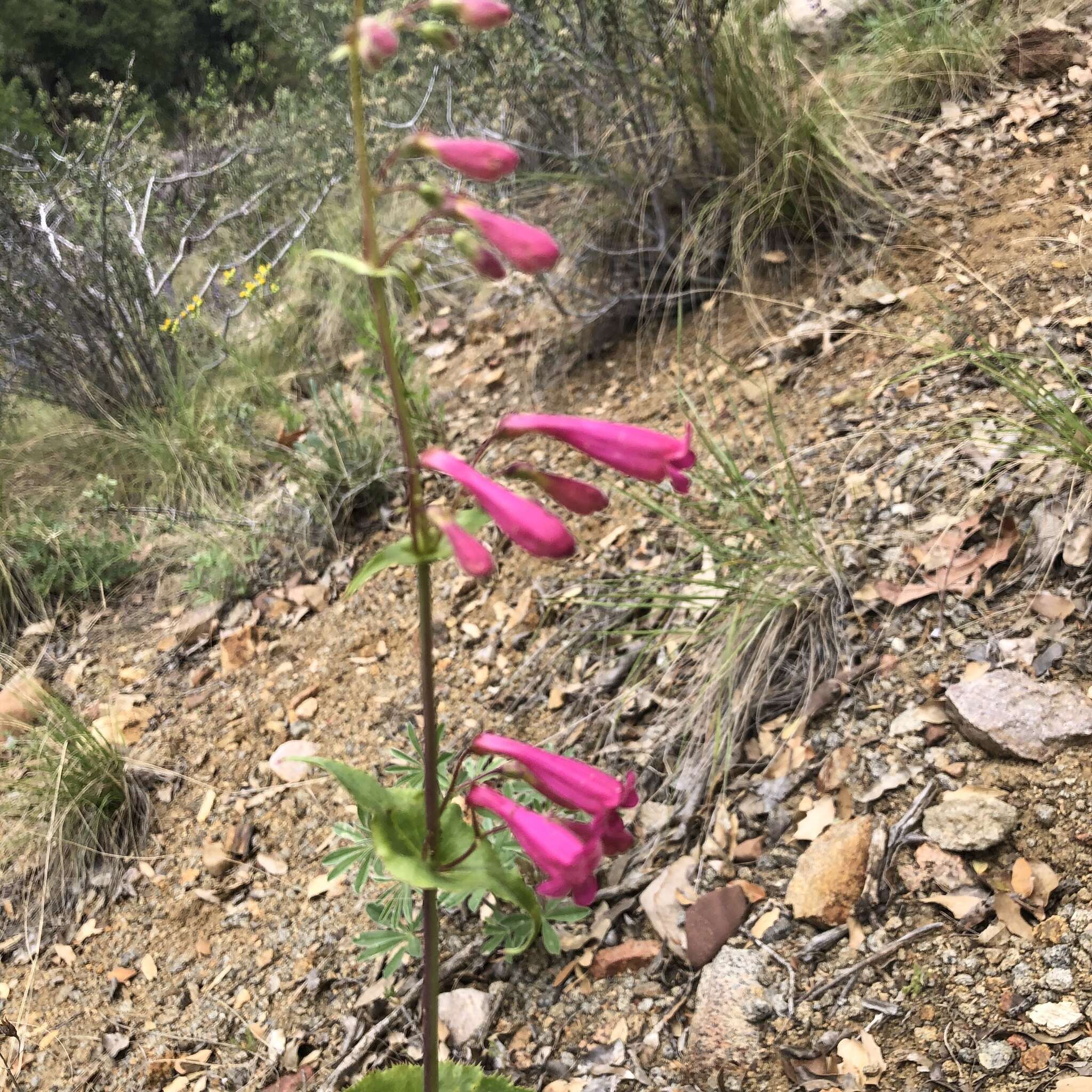 Image of desert penstemon