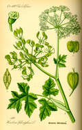 Слика од Heracleum persicum Desf.