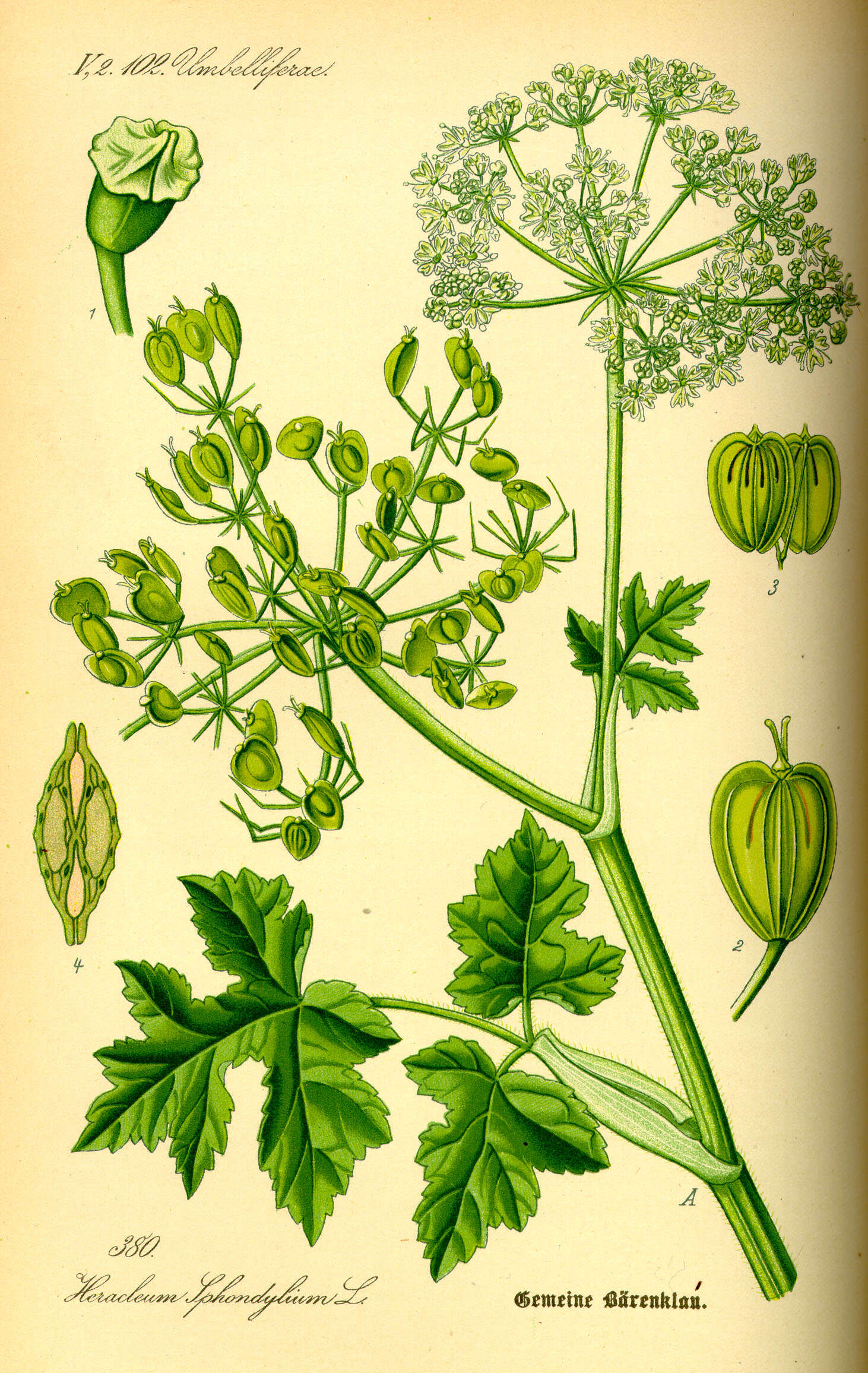 Слика од Heracleum persicum Desf.