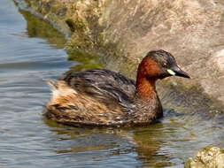 Image of Little Grebe