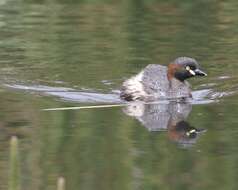 Image of Australasian Grebe