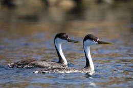 Image of grebes