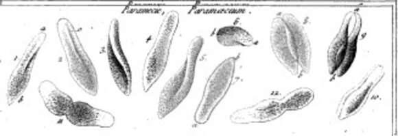 Image de Parameciidae