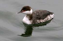 Image of grebes