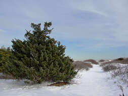 Image of Eastern Juniper