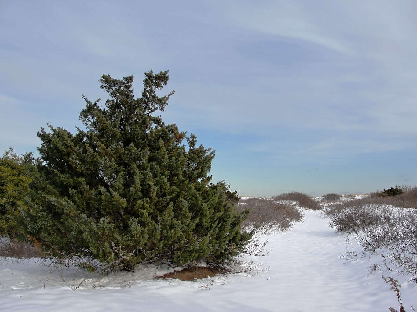 Imagem de Juniperus virginiana L.