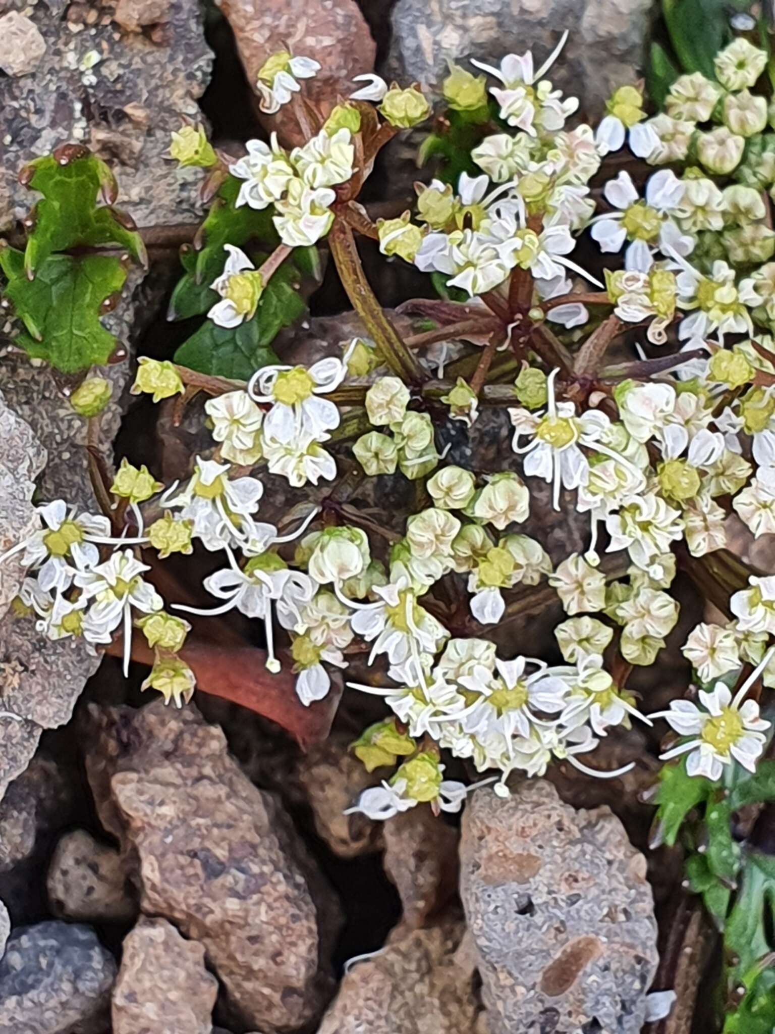 Imagem de Gingidia decipiens (Hook. fil.) J. W. Dawson